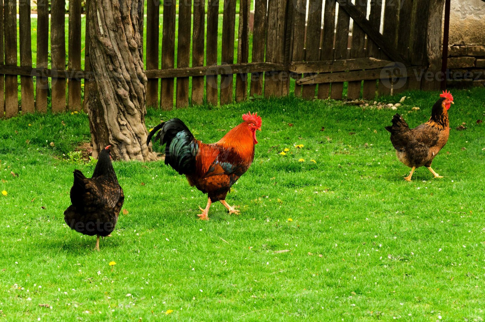 Chicken