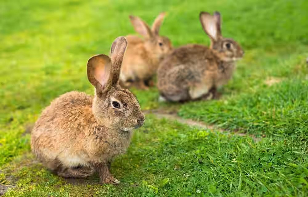 Rabbit