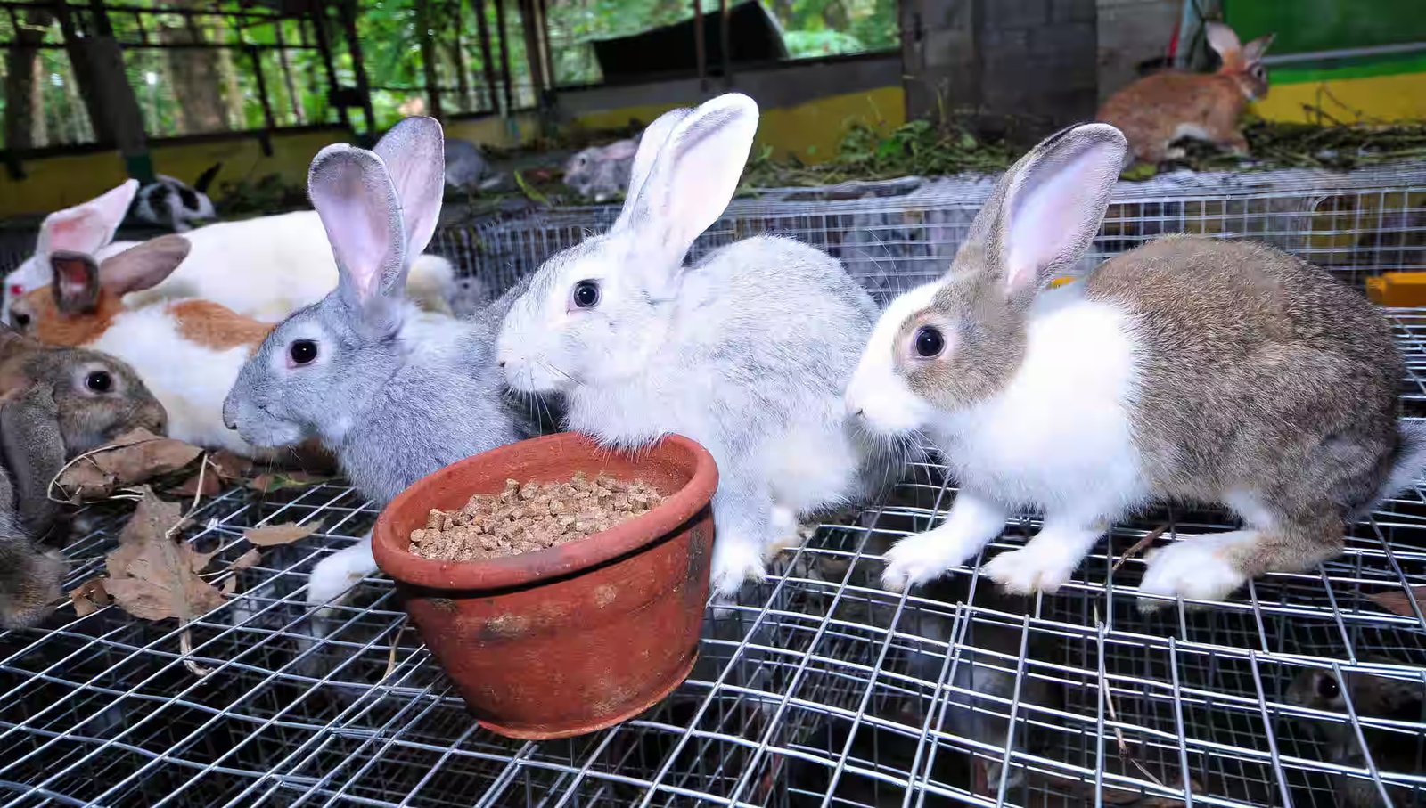 Rabbit